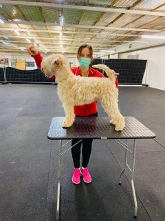 Irish Soft Coated Wheaten Terrier