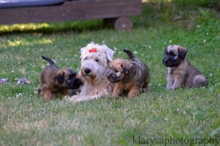 Vechna tata jsou ve svch novch domovech